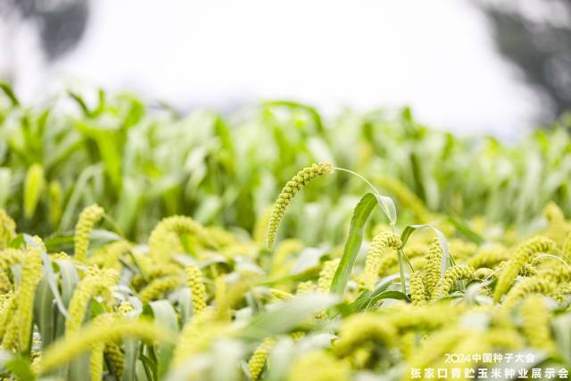 南方农村报 赵飘飘 拍摄