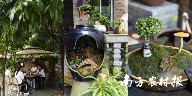 “美丽庭院”建设也激发了湛江村民对生活品质与精神享受的追求。 图为湛江市霞山区坛坡村陈庆忠家院子里的树下茶吧、蓬莱村陈保兴家院子里的盆景小品。