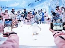 正佳集团谢萌：以文旅破传统商业之困，要与时间为友 | 旅游强国策·企业家谈