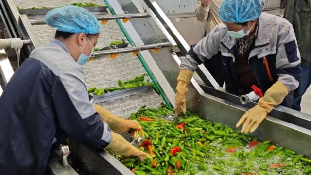 西藏朗县这家龙头企业的辣椒酱，三分之一被广东人买走