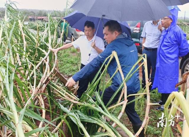 湛江农垦集团迅速行动，全力投入救灾复产等工作