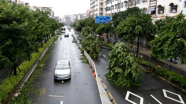 “摩羯”登陆后次日，雷州街道连片树木倒伏，广告牌被吹裂｜一线直击