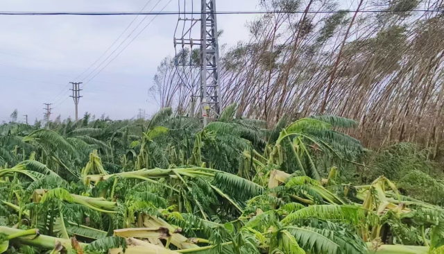 雷州英利镇香蕉灾后现场。