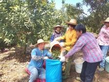 “两广种，信宜收”，澳洲坚果成果农增收新亮点