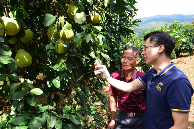 广东农村乡土专家李颖指导柚子生产。