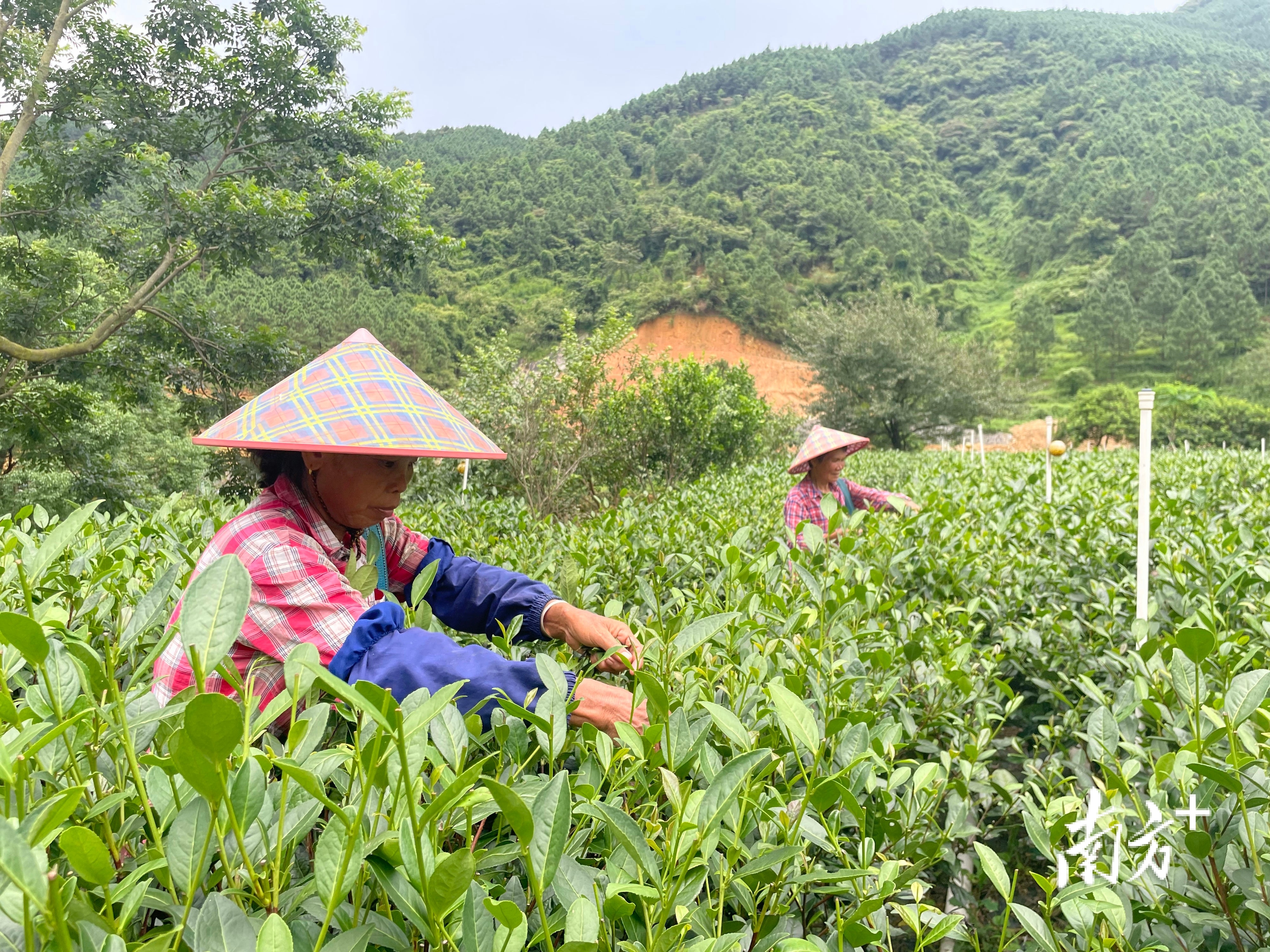 白水带村民在采茶。 南方+ 叶芷晴 摄 白水带村民在采茶。 南方+ 叶芷晴 摄