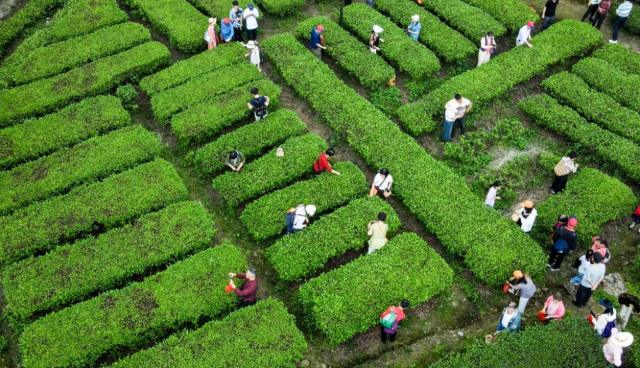 大洋国际生态旅游度假区成为揭西县茶旅融合典范。