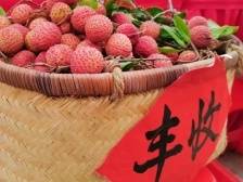 醉美罗荔，传奇里甜蜜 | 岭南特产看罗定荔枝