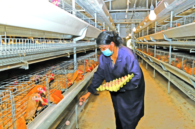 广州市从化区供销联社打造智能养殖鸡舍项目