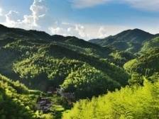 激活“沉睡”竹林，推进生态、产业协调发展 | 绿美和平 点“竹”成金①