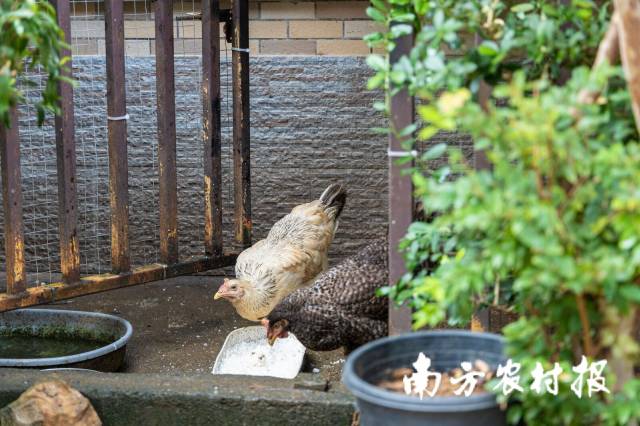 南方农村报 陈静 拍摄