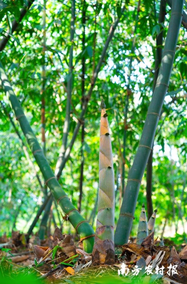 西牛麻竹笋，蔬中第一珍。蓝东旭摄