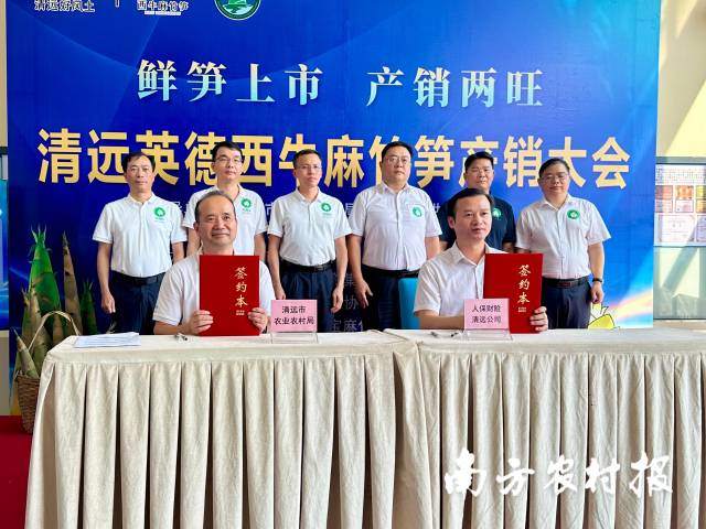 在2024年7月举行的清远英德西牛麻竹笋产销大会上，人保财险清远市分公司与清远市农业农村局签署《麻竹笋产业保险合作协议》。