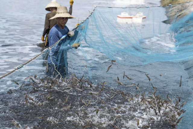 湛江南美白对虾