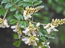 八万镇牛大力：煲汤好料 南方人参