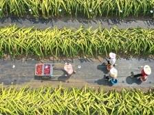 扮美绿水青山 做大金山银山 | 速览《南方日报·遂溪视窗》123期