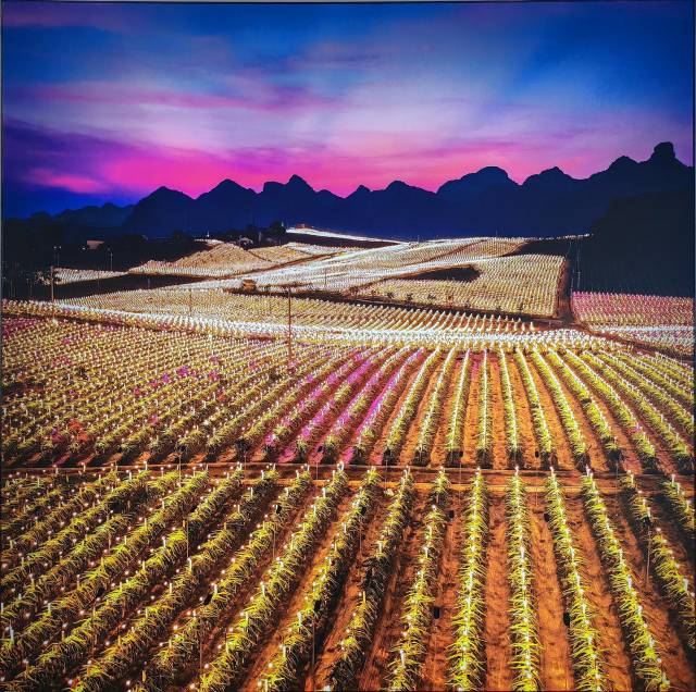 夜晚的火龙果果园