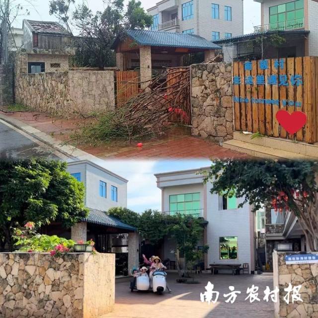 李晓明院子里有一棵漂亮的三角梅树，台风后已经折断。受访者供图。