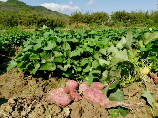 揭西“一点红”甘薯。