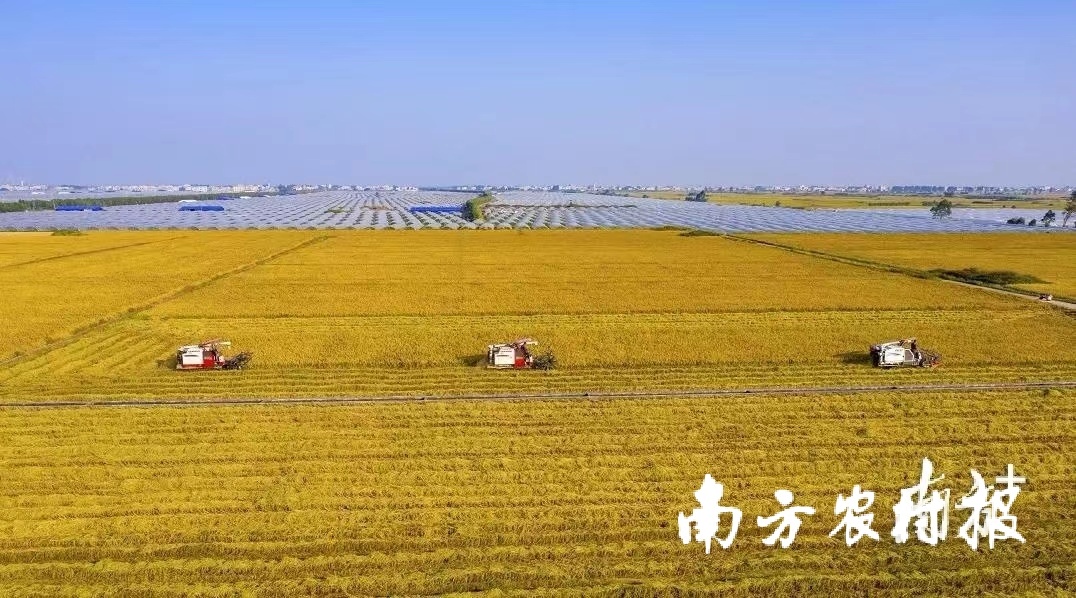 雷州工具洋田连片的稻田。罗锦屏  摄