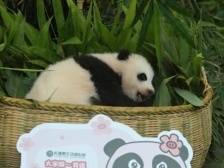 大熊猫萌二代IP形象首发亮相！奶凶“妹猪”在长隆陪你过中秋