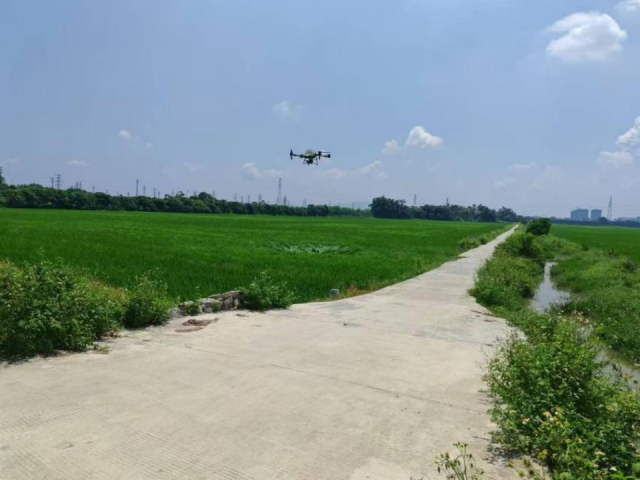 揭西縣棉湖鎮(zhèn)甲埔村的水稻種植基地,。