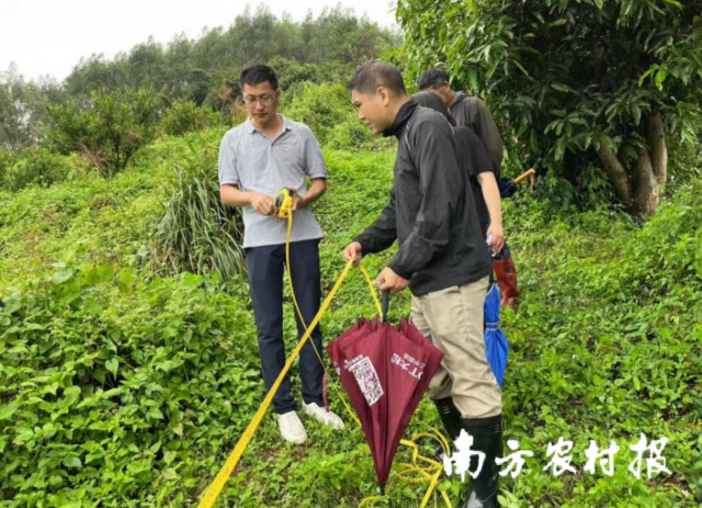 新會(huì)區(qū)農(nóng)學(xué)會(huì)配合區(qū)農(nóng)業(yè)農(nóng)村局開展新會(huì)陳皮核產(chǎn)工作