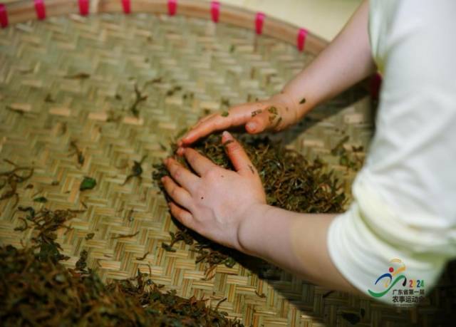 选手们正在进行揉捻环节。