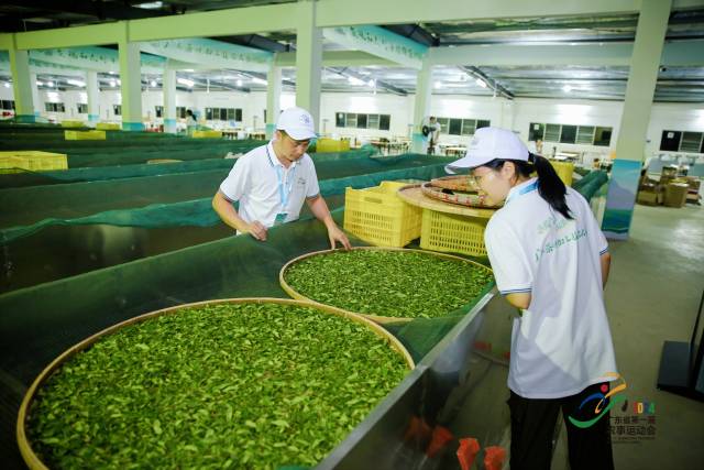 广东省农事运动会茶叶加工技能大赛的实操环节现场。