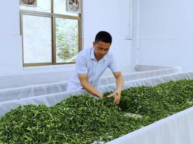 陈荣发正在制茶。