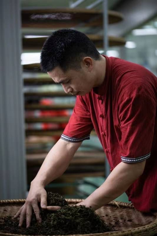 陈荣发正在进行茶叶揉捻。