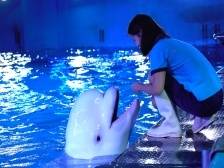 白鲸也爱吃月饼？广州正佳极地海洋世界为动物花式过中秋