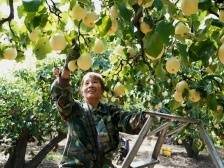 奋进强国路 阔步新征程｜向着农业强国加速迈进——新中国成立75周年“三农”发展成就综述