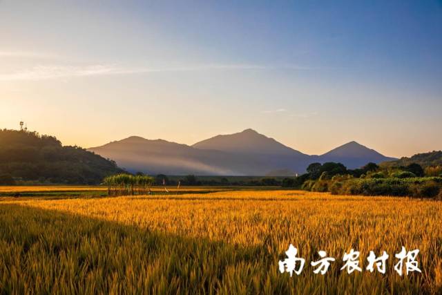 广州市增城区派潭镇高埔村。