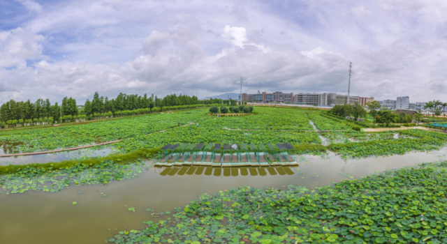 江海區(qū)都市農(nóng)業(yè)生態(tài)公園  彭偉宗攝