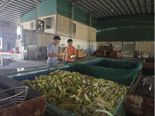 正玉农副产品有限公司正在加工鲜笋。