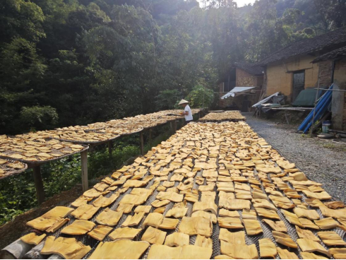 龙颈镇耕笋大户正在晒笋。