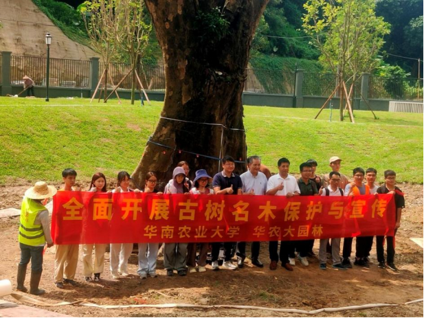 华南农业大学及华农大园林团队配合睁开古树名木呵护普查使命。妄想受访者供图