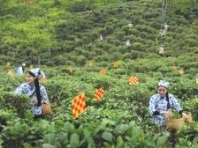 有一抹滋味，叫罗茗飘香 | 岭南特产看罗定茶