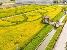 中国农民丰收节，广州看什么？