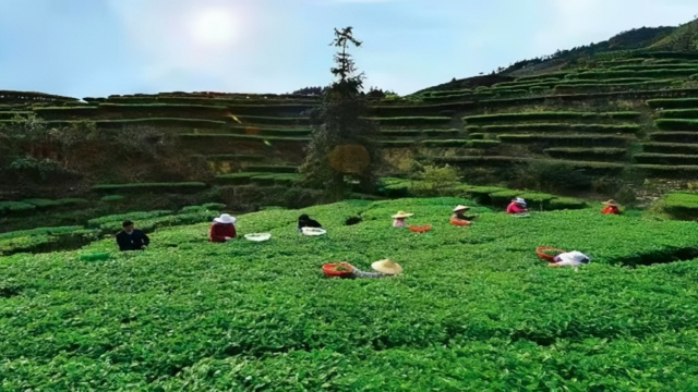 大洋乡五新种养专业合作社的茶园。 大洋乡五新种养专业合作社的茶园。