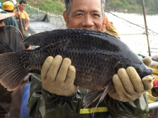 他们上班“摸鱼”，却藏着大产业｜茂名丰收掠影