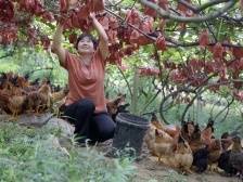 “丰”景如画，粤北山区这个镇迎来丰收