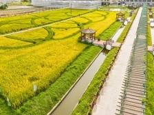 丰收节来广州吃什么？试试36个“国字号”土特产