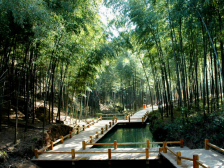 翠山竹海森林公园即将开放，争创国家3A级景区|绿美和平 点“竹”成金⑤