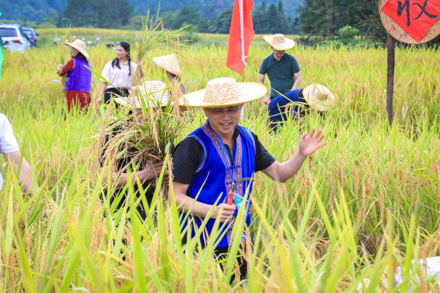 村民們共享豐收景,。