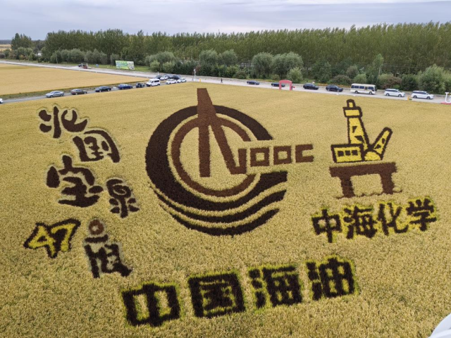 中国海油化学稻田画风采