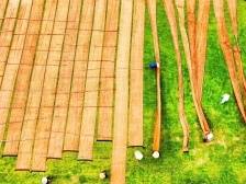 阳江以科技创新激活种业“芯”动能，“土特产”育成支柱产业｜锚定现代化 改革再深化