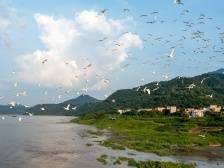 秋风起，郁南白鹭翩跹飞丨云浮拍客