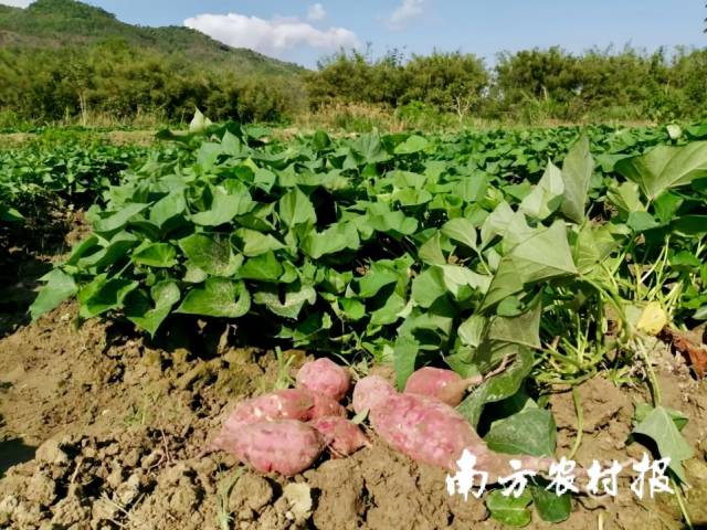 揭阳市揭西县“一点红”甘薯落选2024年第二批“天下名特优新农产物”名单。